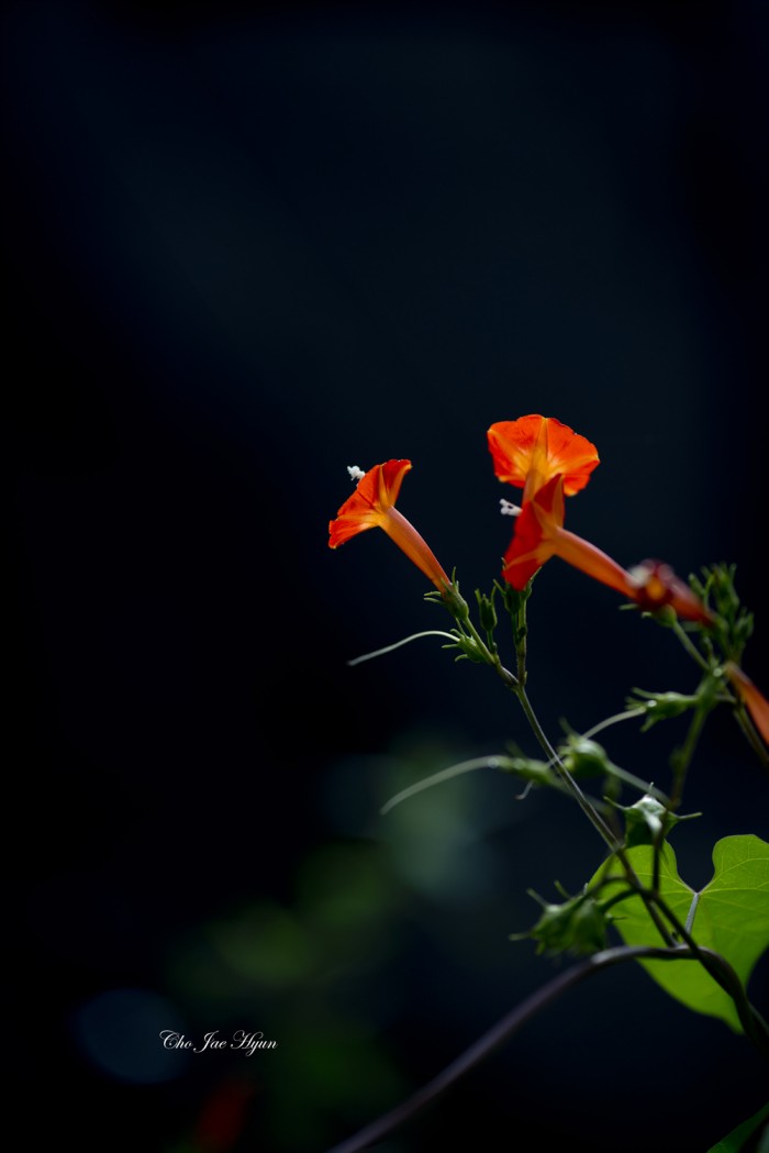 8c1db0cf00b7cd67e4f48fc66e5aaa20.jpg